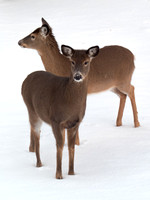 Two deer in snow.
