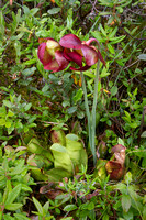 Pitcher Plant cluster with blooms