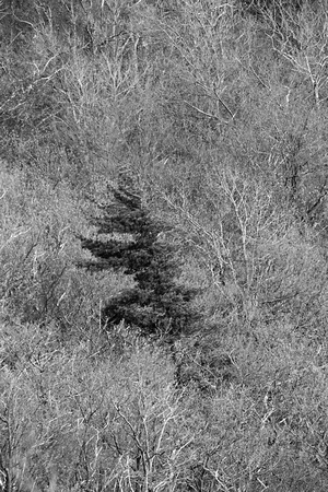 Lone Evergreen in a Forest