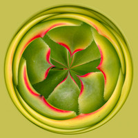 Succulent - Spherical I