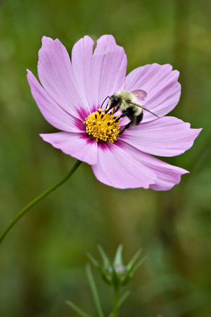 Cosmos and Bee