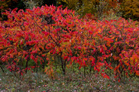 Adirondack Autumn