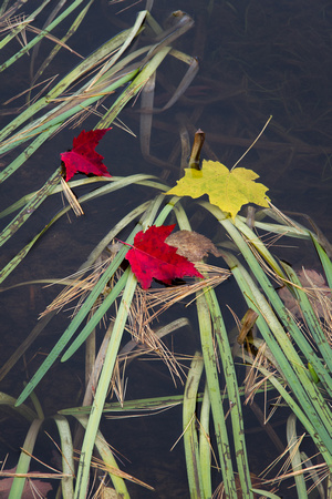 Leaves & Grasses, Mountain Pond