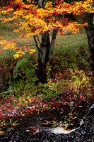 Red/Yellow Tree and Brook