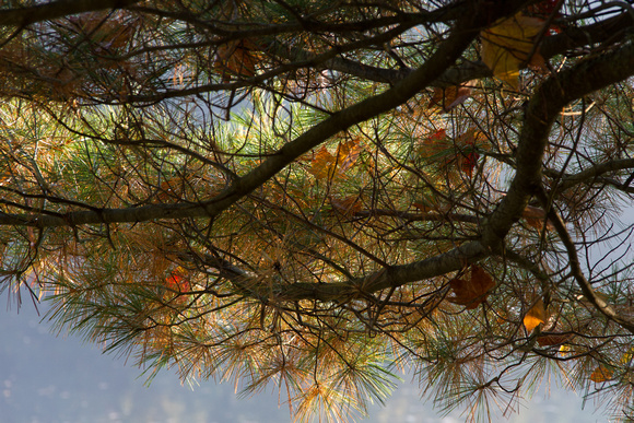 Pine With Leaves