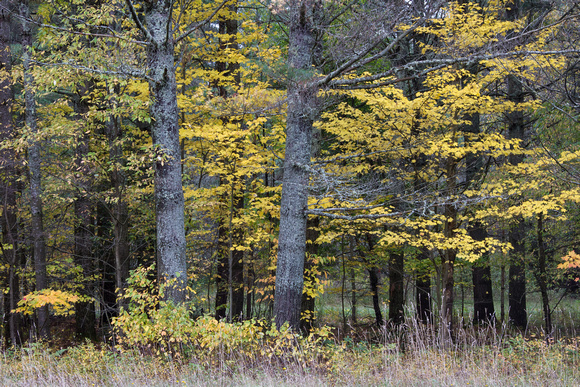 Yellow Leaves & Trees, Blue Mt. Rd.