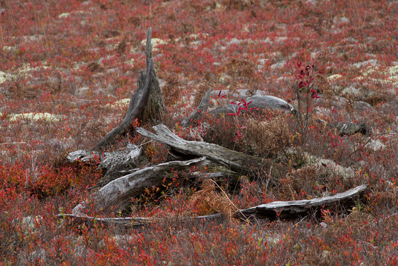 Stump in the Heath, Blue Mt. Rd.