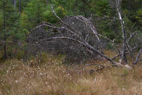 Fallen Tree & Cotton Grass