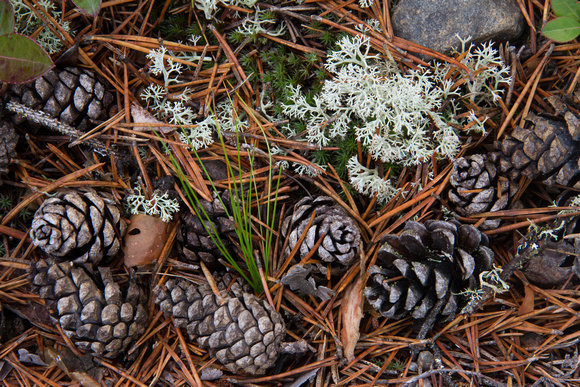 Pine Cones & Reindeer Moss