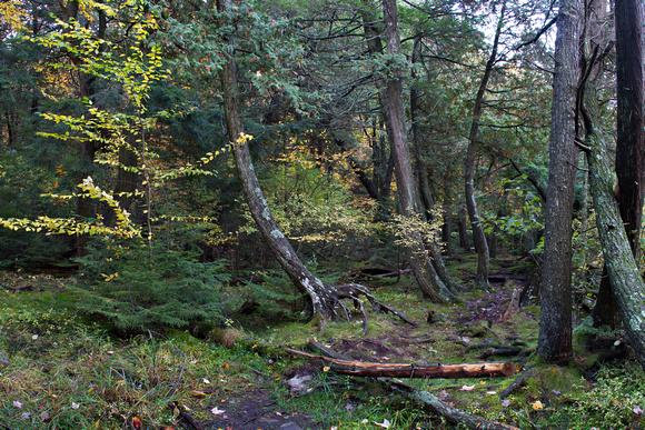 Moose Pond Trail