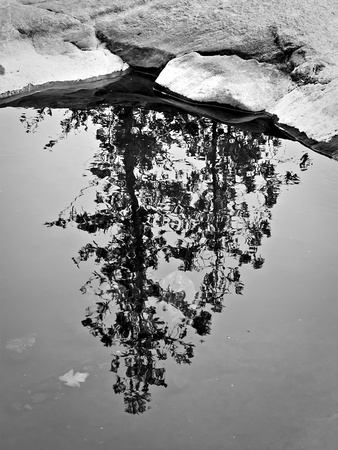 Tree Reflection, Racquette River