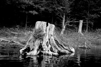 Stump, Church Pond