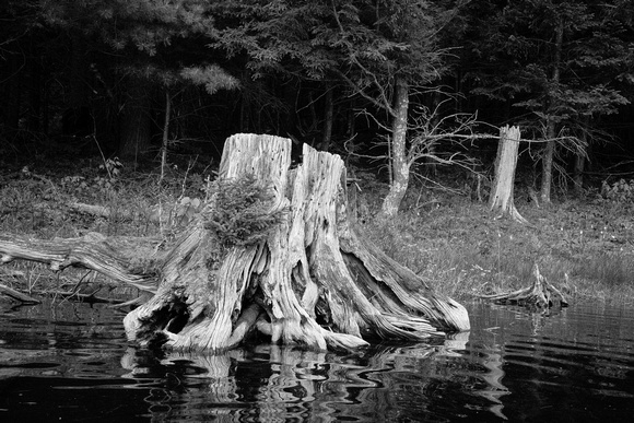 Stump, Church Pond
