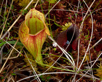 Yellow & Red Pitcher Plant
