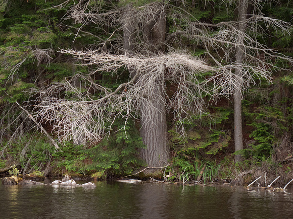 Tree, Seventh Lake Shoreline
