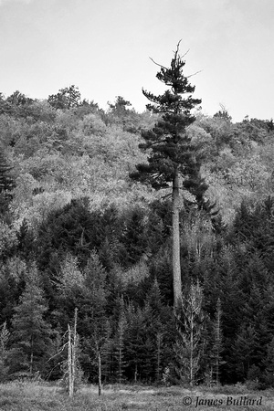 Mature White Pine - Moose River Plains