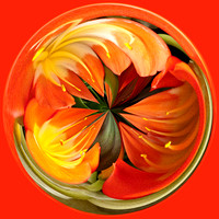 Clivia - Spherical I