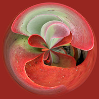 Succulent - Spherical II