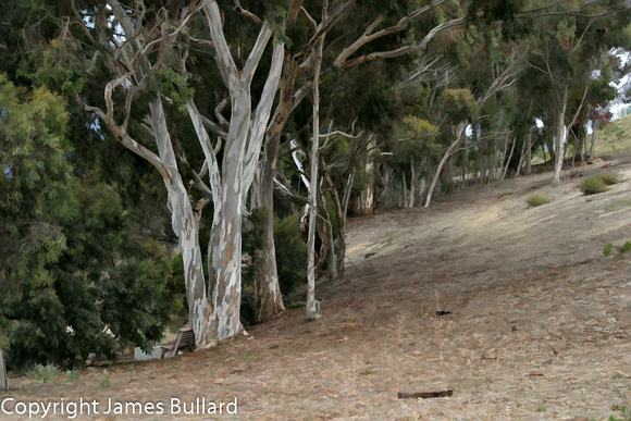 Eucalyptus Trees, California