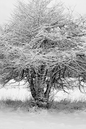 Snow Covered Hawthorn