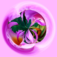 Orchid Pair - Spherical