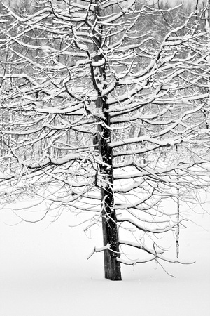 Snow covered dead tree
