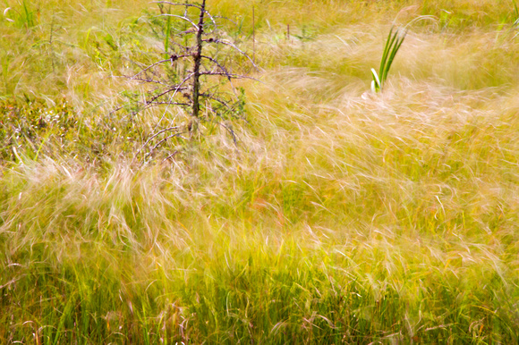 Wind Waves - Bog Grass