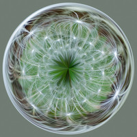 Dandelion (seed stage) Spherical