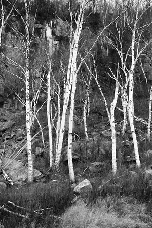 Birches by Cascade Lake