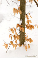 Young Beech in Snow
