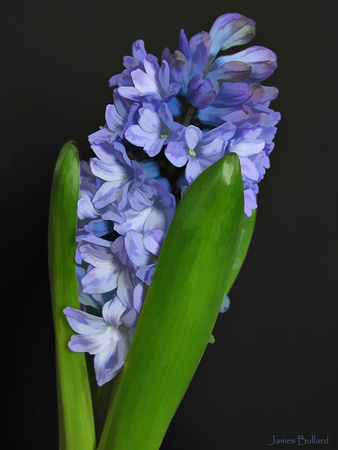 Nlue Hyacinth