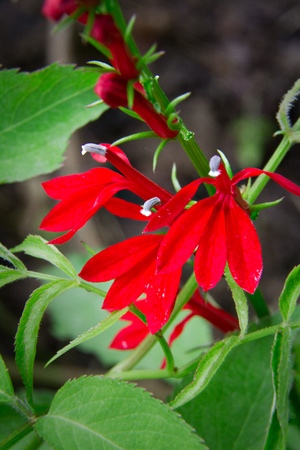 Cardinal Flower Closeup