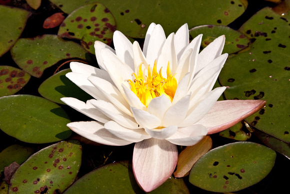 Fragrant Waterlily Bloom Closeup
