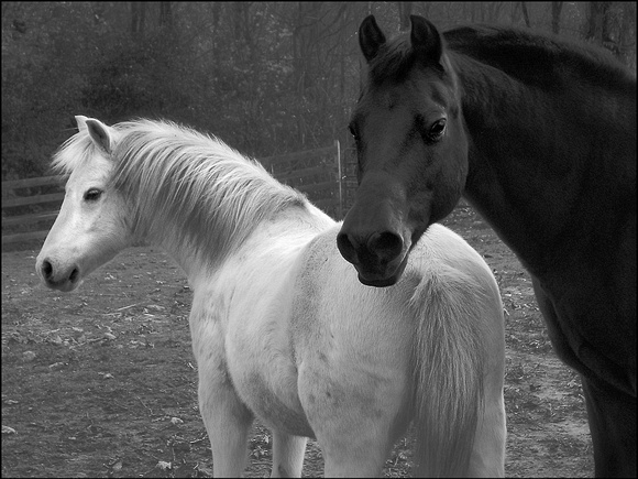 Mare and Foal *