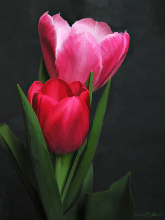 Red Tulip Pair